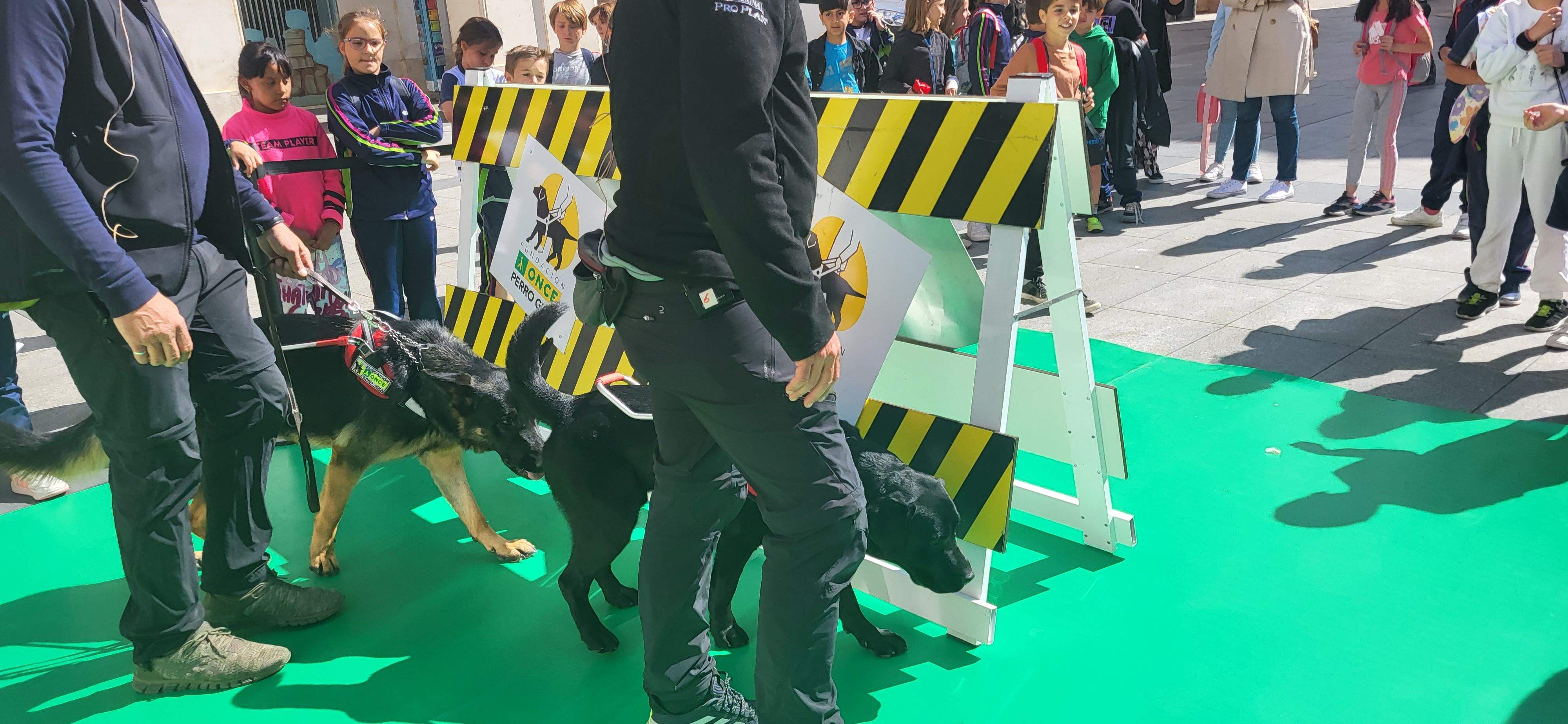 Exhibición con perros guía de la ONCE en Huesca. Foto Myriam Martínez