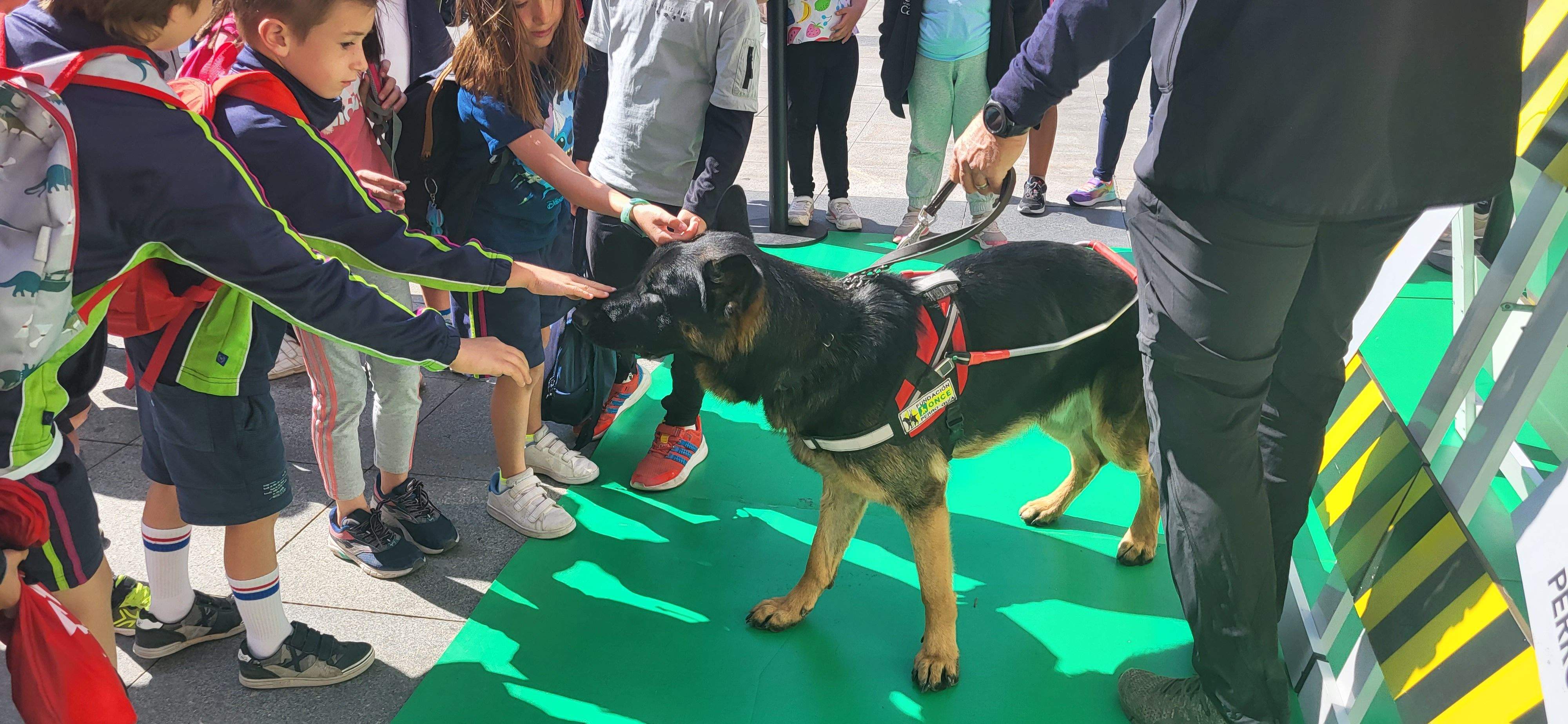 Exhibición con perros guía de la ONCE en Huesca. Foto Myriam Martínez