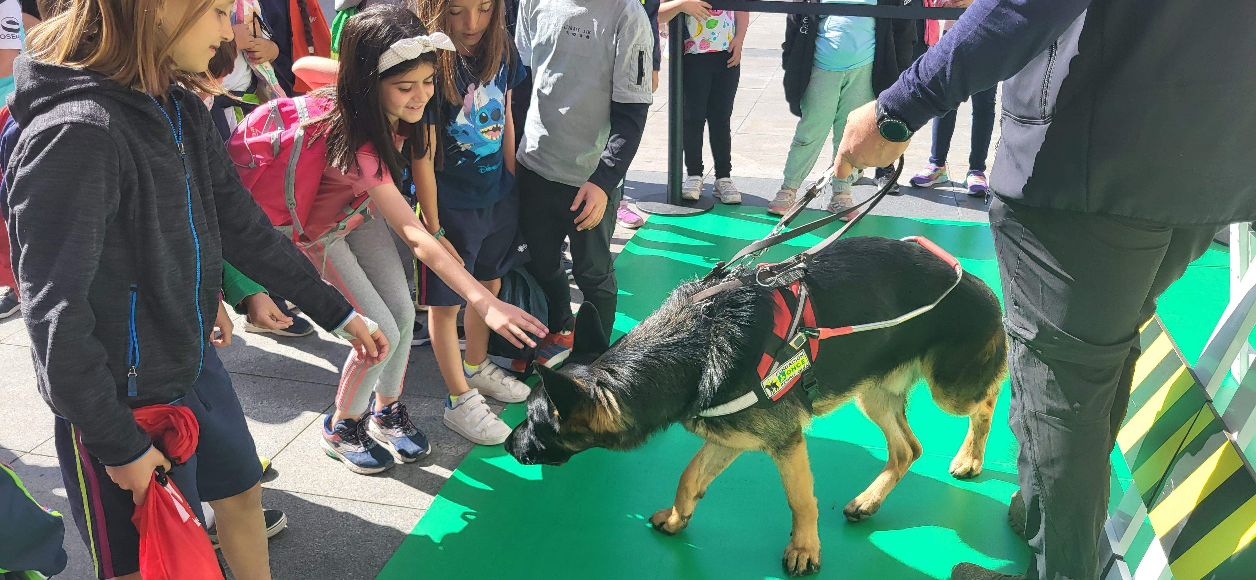 Exhibición con perros guía de la ONCE en Huesca. Foto Myriam Martínez