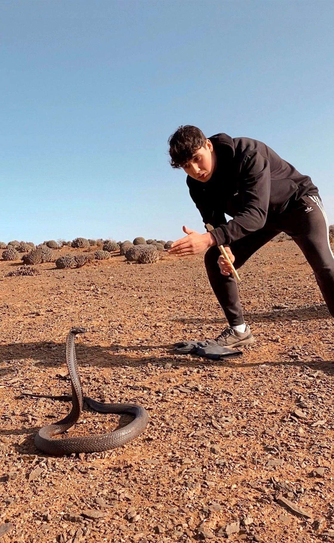 Pablofauna con una cobra norteafricana.