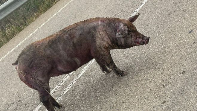 Un cerdo en la carretera en Poleñino