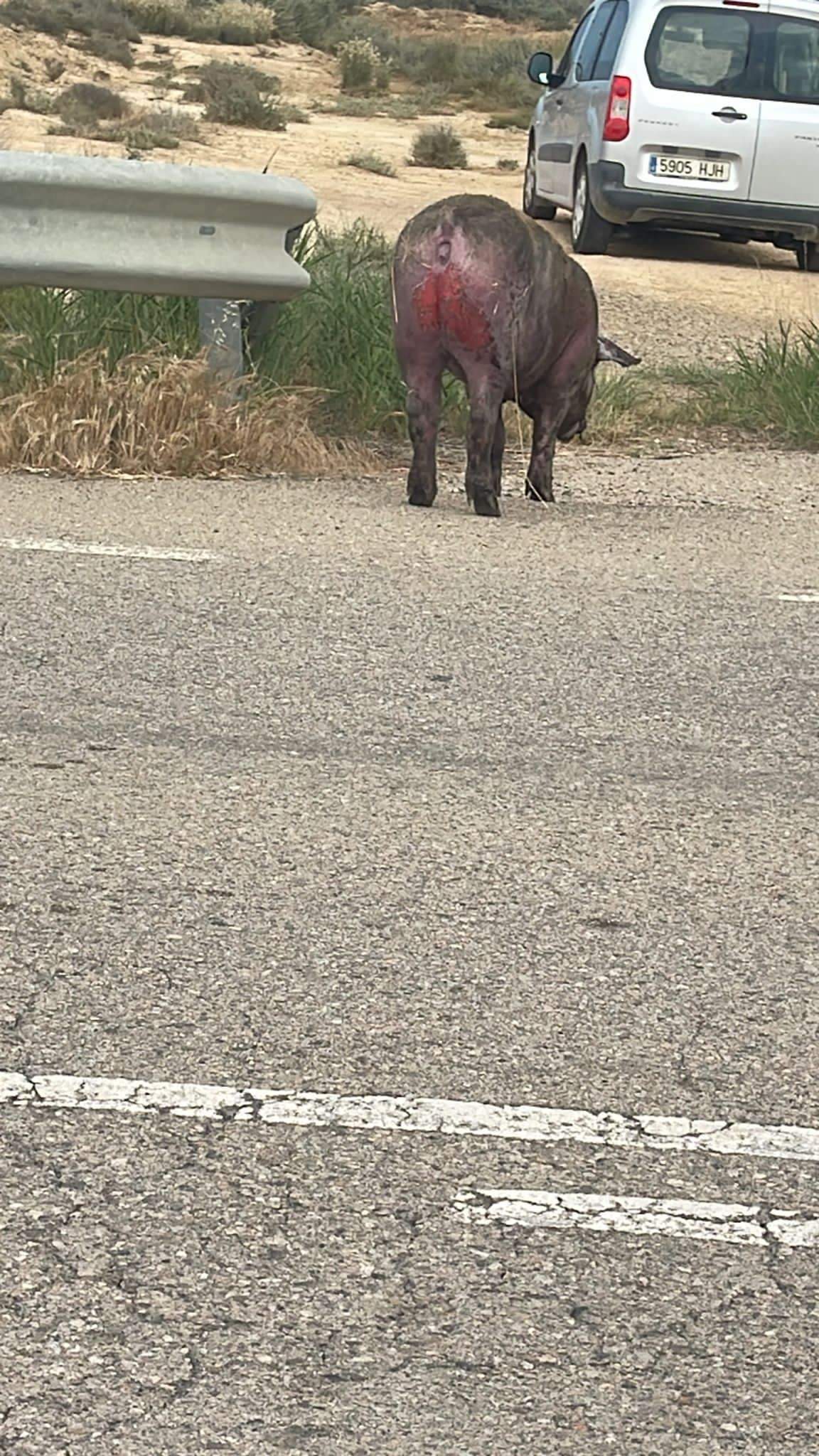 Otro cerdo sobre la carretera