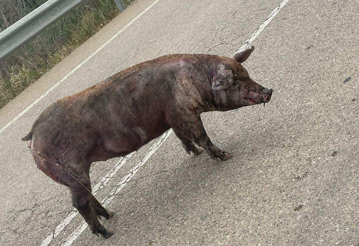 Un cerdo en la carretera en Poleñino