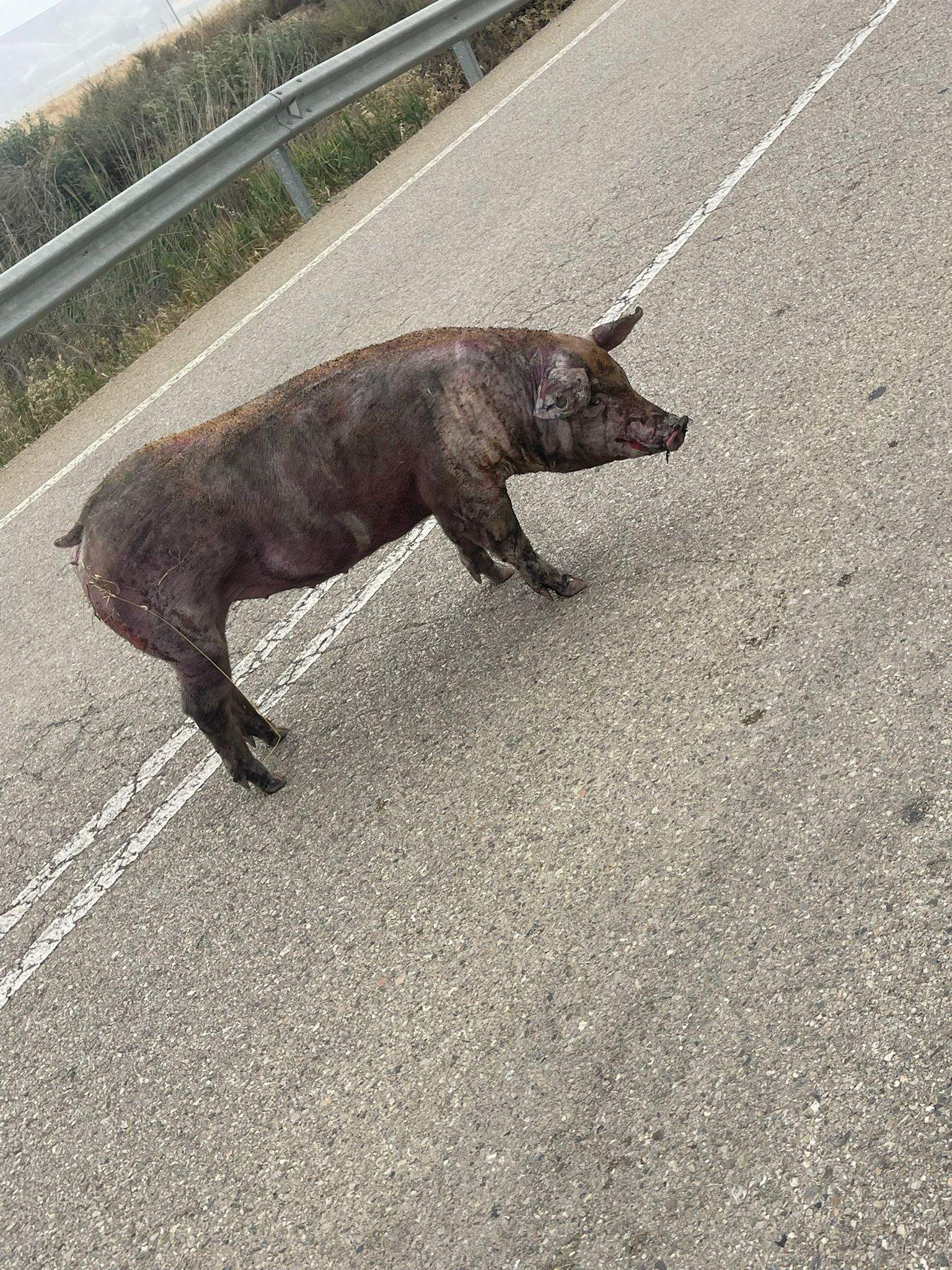 Un cerdo en la carretera