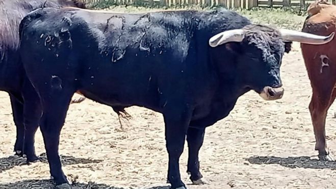 Otro de los novillos de la clase práctica