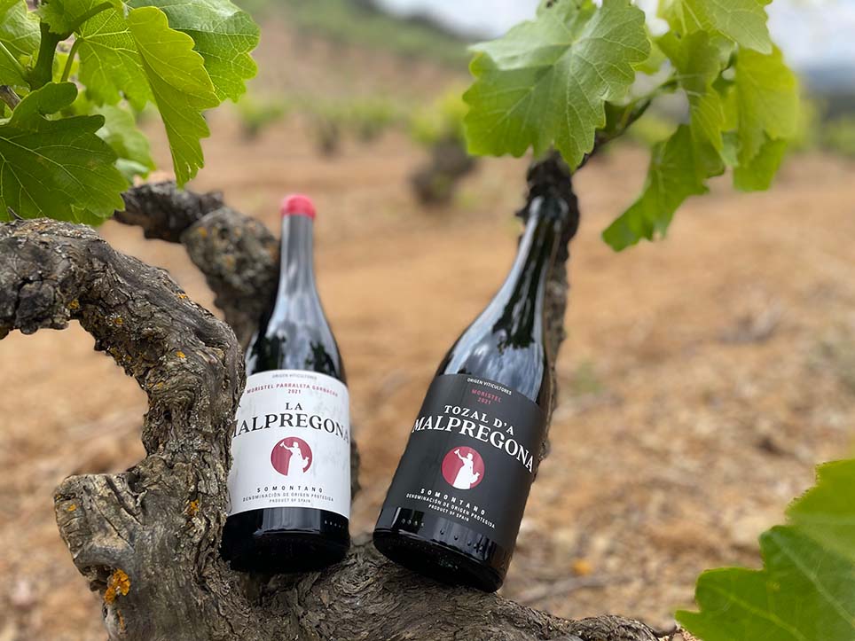 Vinos de La Malpregona y Tozal d'a Malpregona en su hábitat