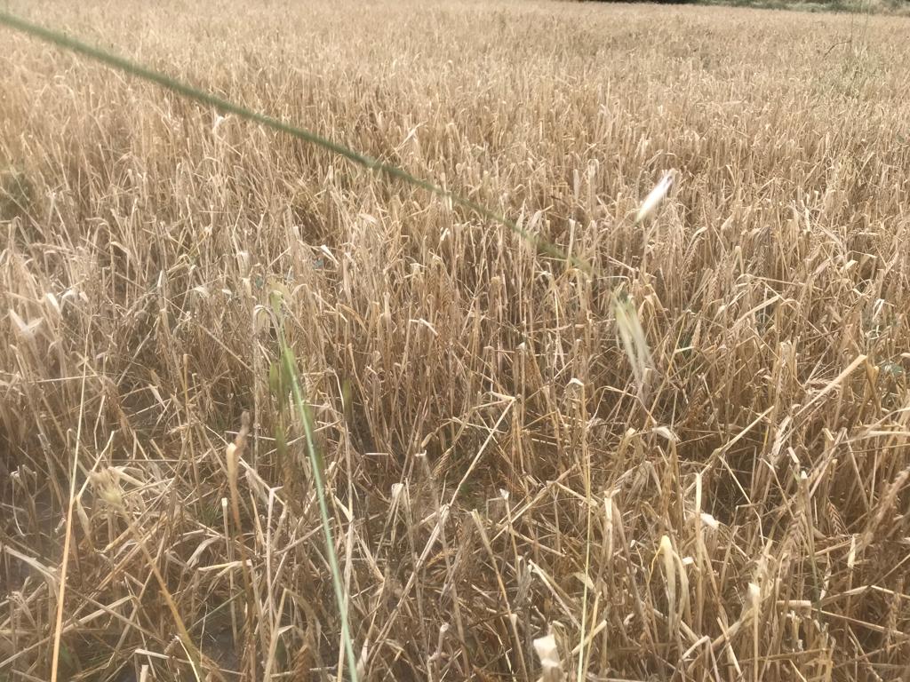Daños por las fuertes tormentas y granizo en Huesca.