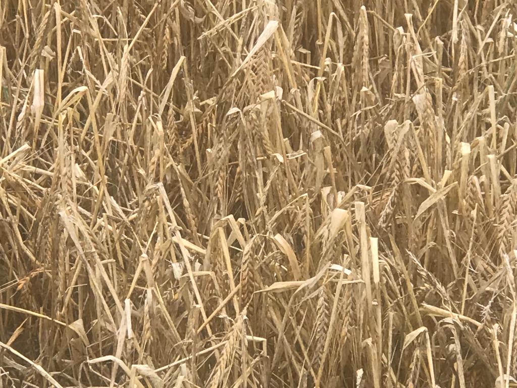 Daños por las fuertes tormentas y granizo en Huesca.