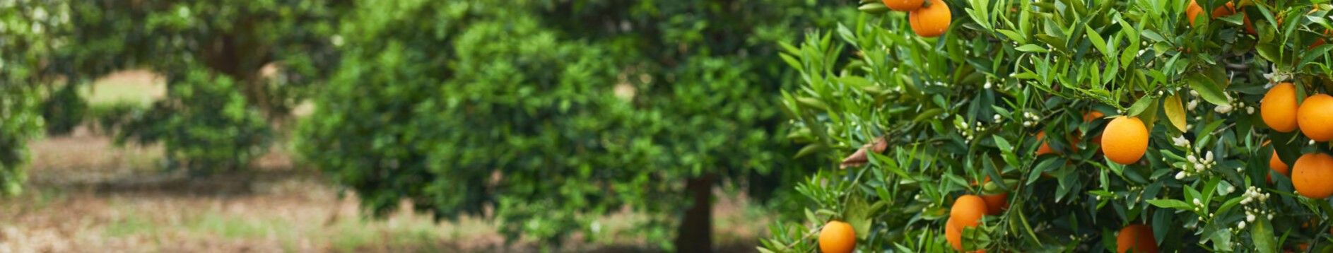 Defeder Alcolea, con la ecología