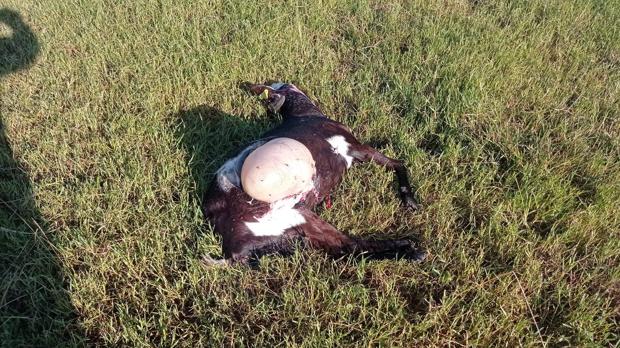 Cabra muerta en Robres