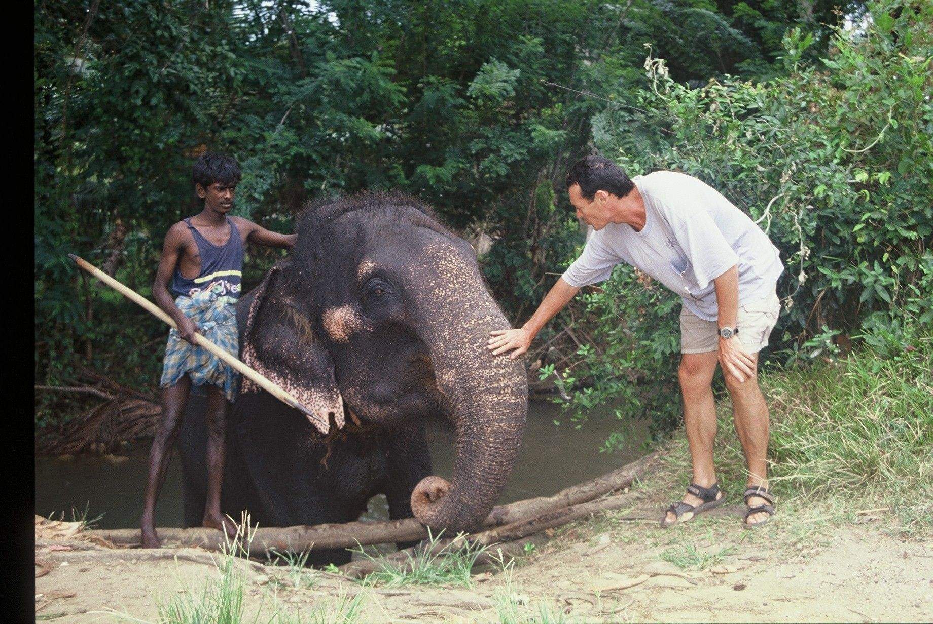 Saludando a un elefante