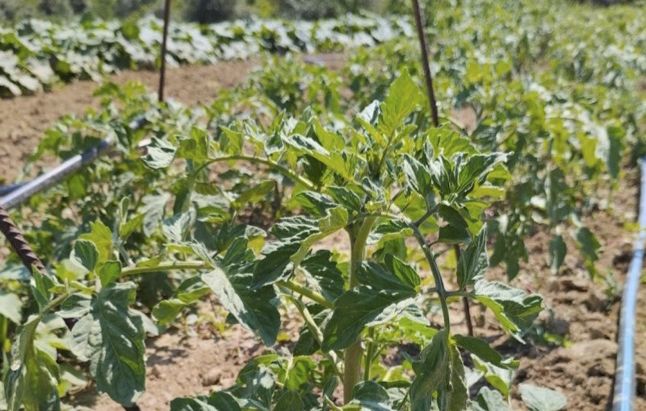 A lo largo de estos años se han realizado diferentes acciones para la puesta en valor de estas variedades hortícolas.