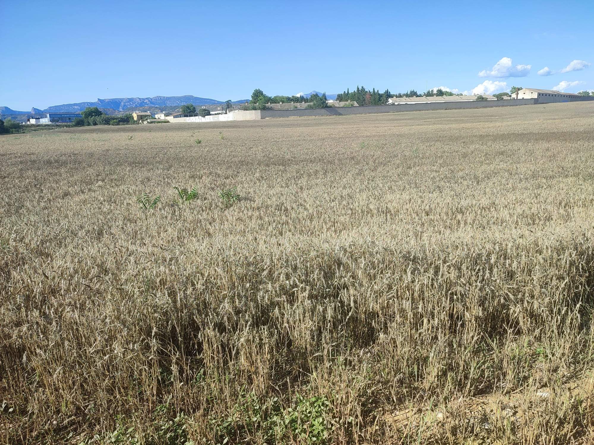 Campo de cereal en Huesca.