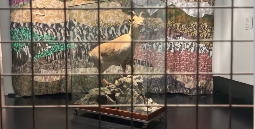 El último bucardo a través de las rejas de la trampa en la que fue capturada.