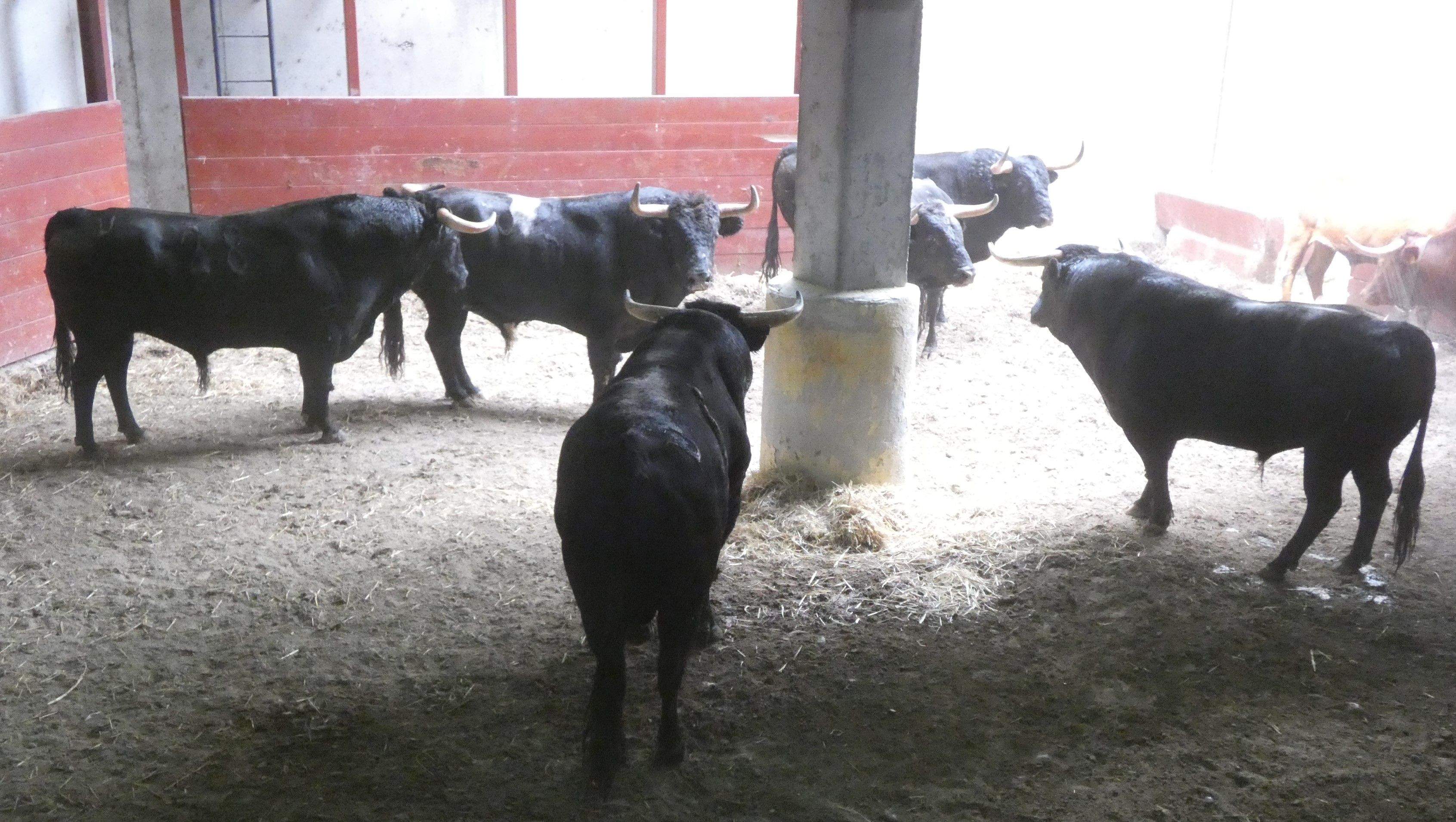 El lema de estas Jornadas es 'Aragón y los toros'.