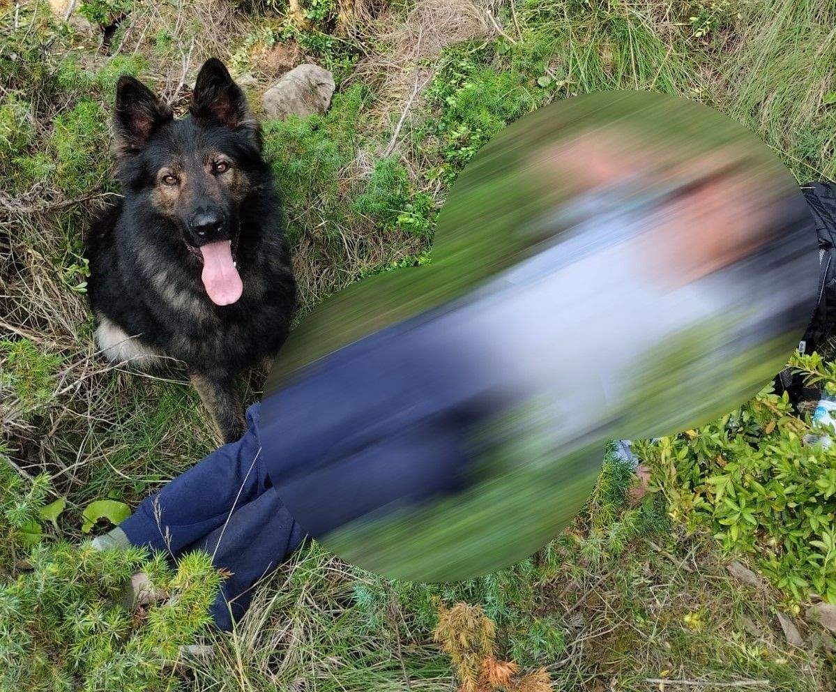 El perro de rescate que ha hallado al hombre de 81 años desaparecido en Santa Cilia.