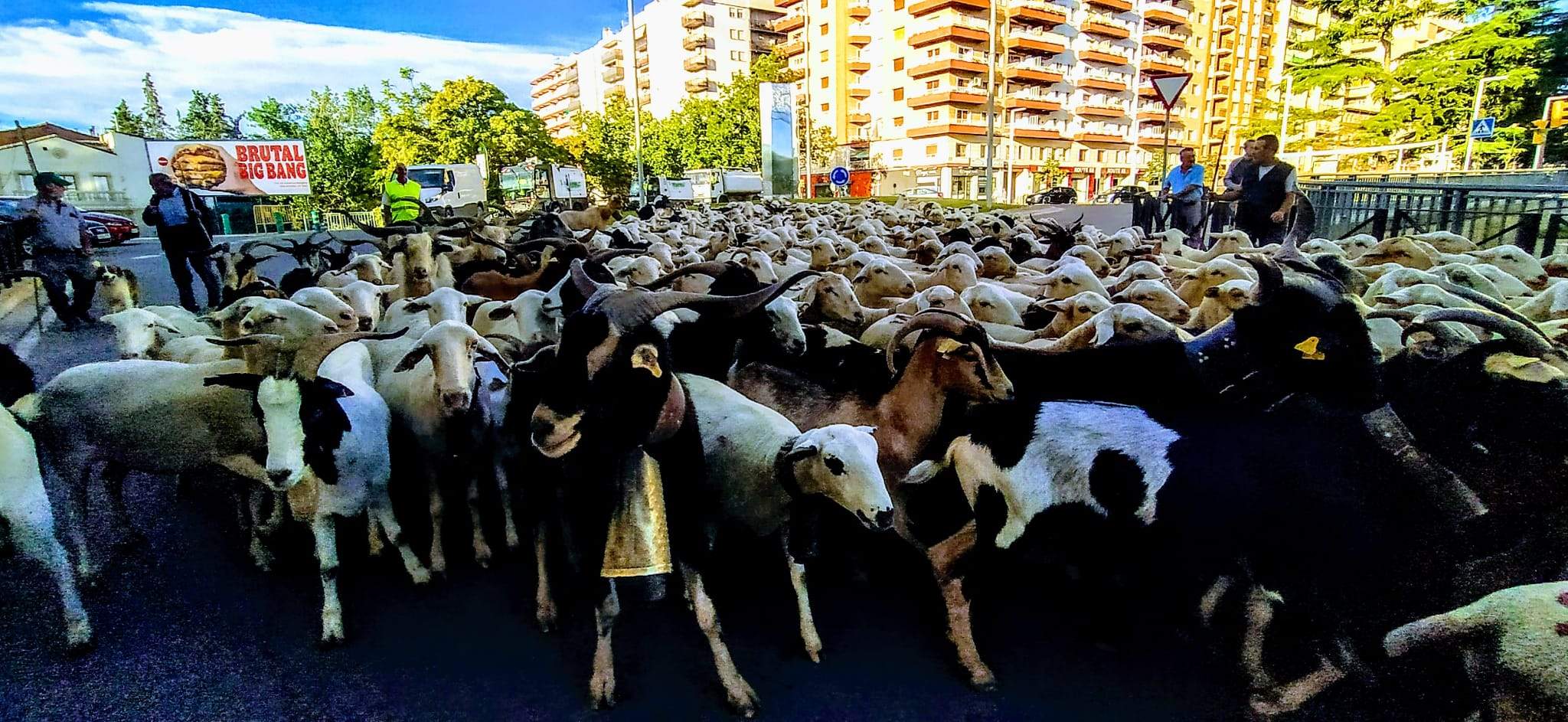 Ovejas en trashumancia desde Monegros al Pirineo. Foto Joaquín Santafé