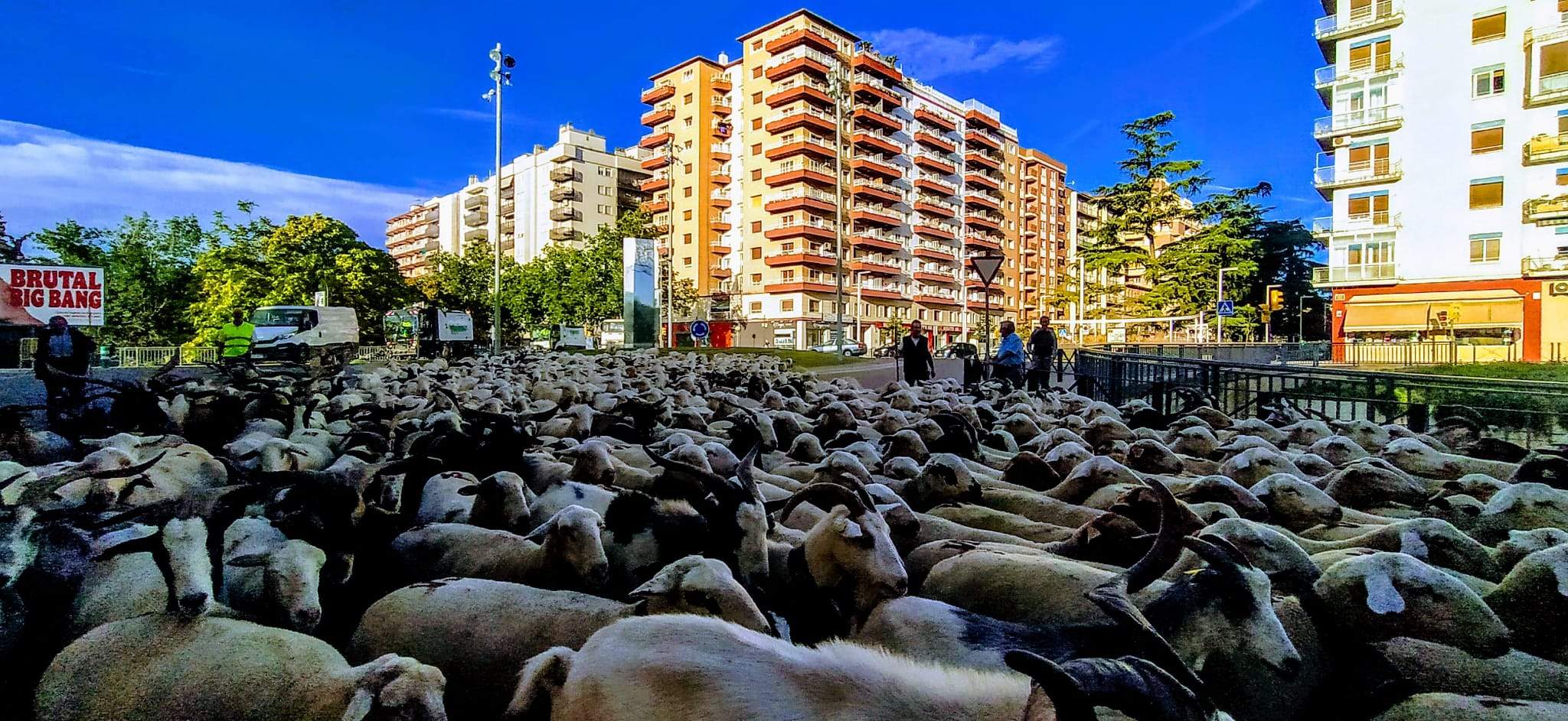 Ovejas en trashumancia desde Monegros al Pirineo. Foto Joaquín Santafé