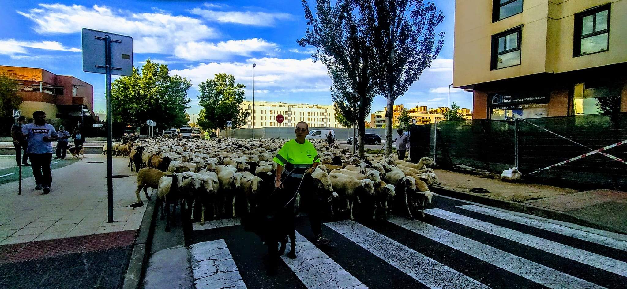 Ovejas en trashumancia desde Monegros al Pirineo. Foto Joaquín Santafé