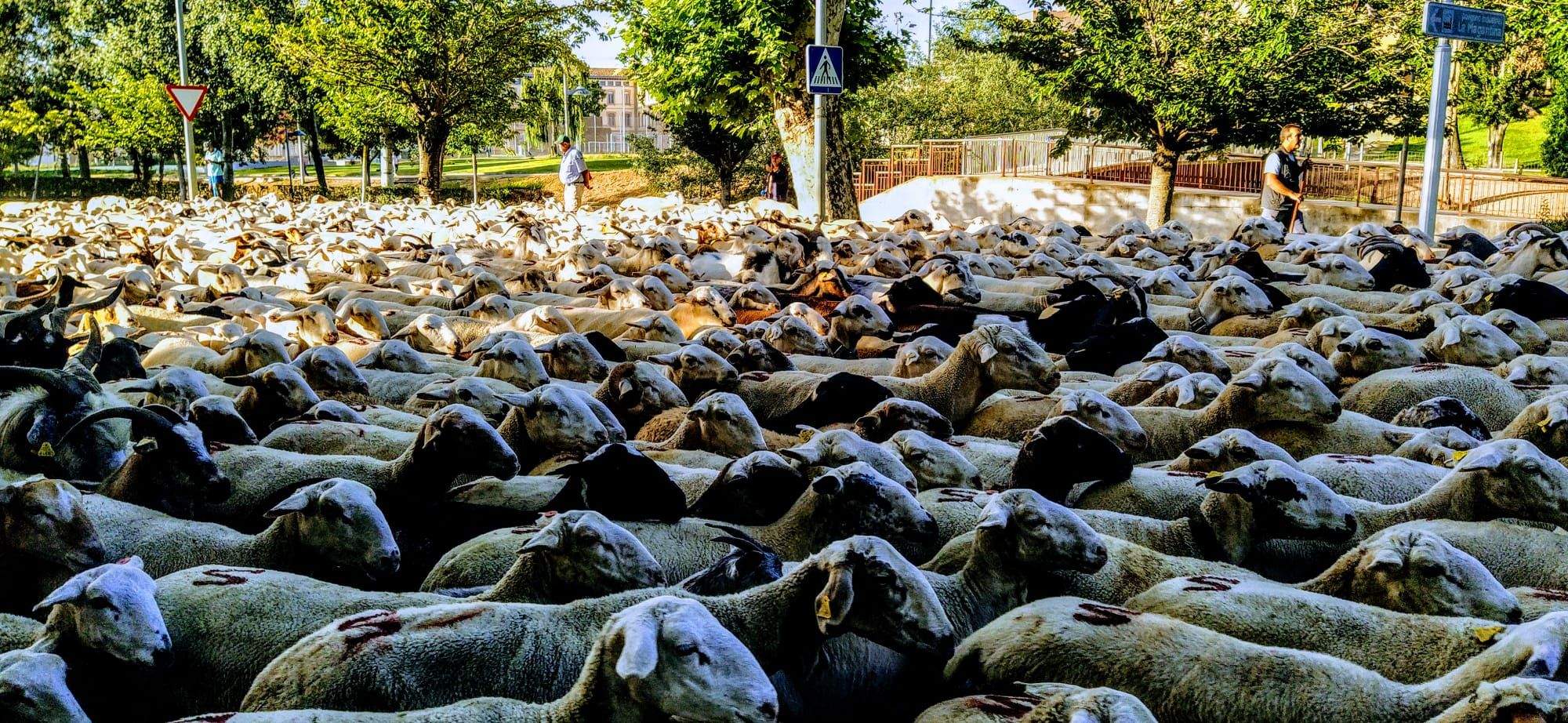 Ovejas en trashumancia desde Monegros al Pirineo. Foto Joaquín Santafé