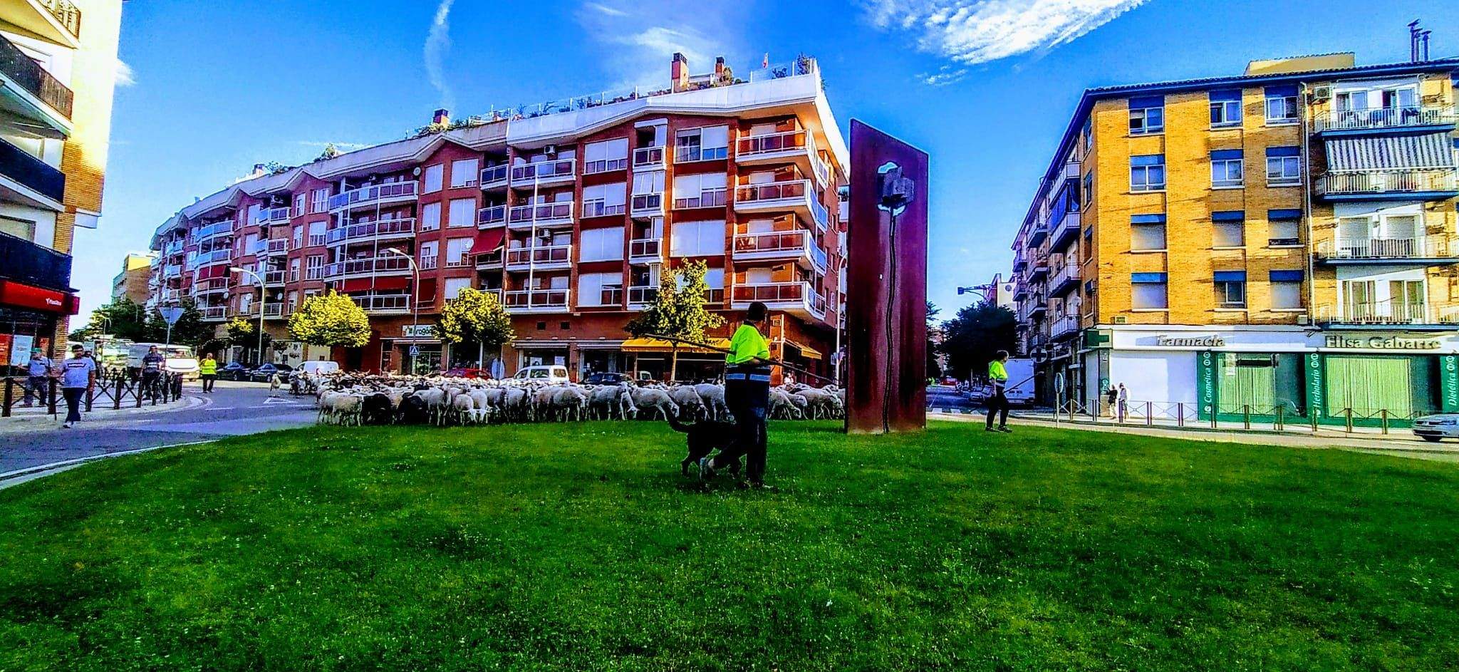 Ovejas en trashumancia desde Monegros al Pirineo. Foto Joaquín Santafé
