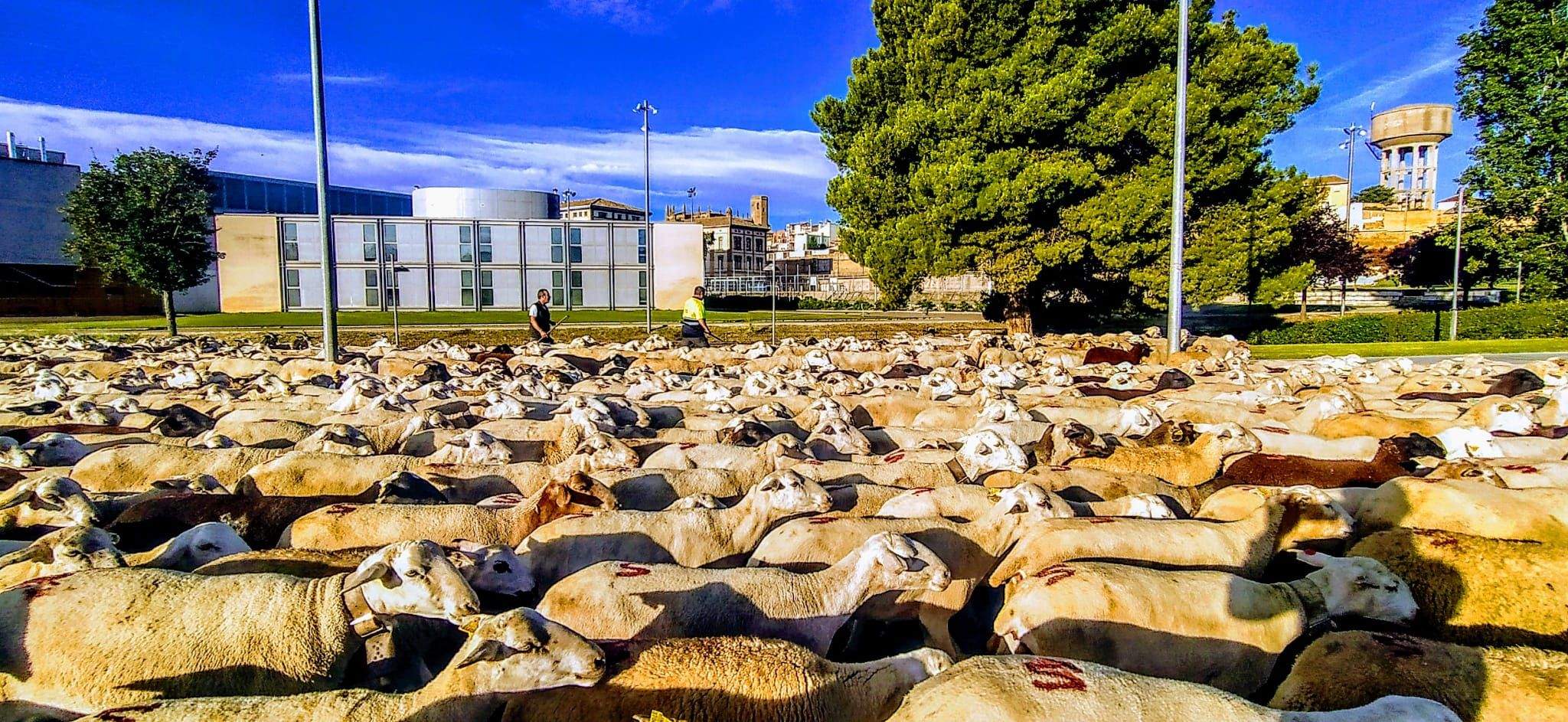 Ovejas en trashumancia desde Monegros al Pirineo. Foto Joaquín Santafé