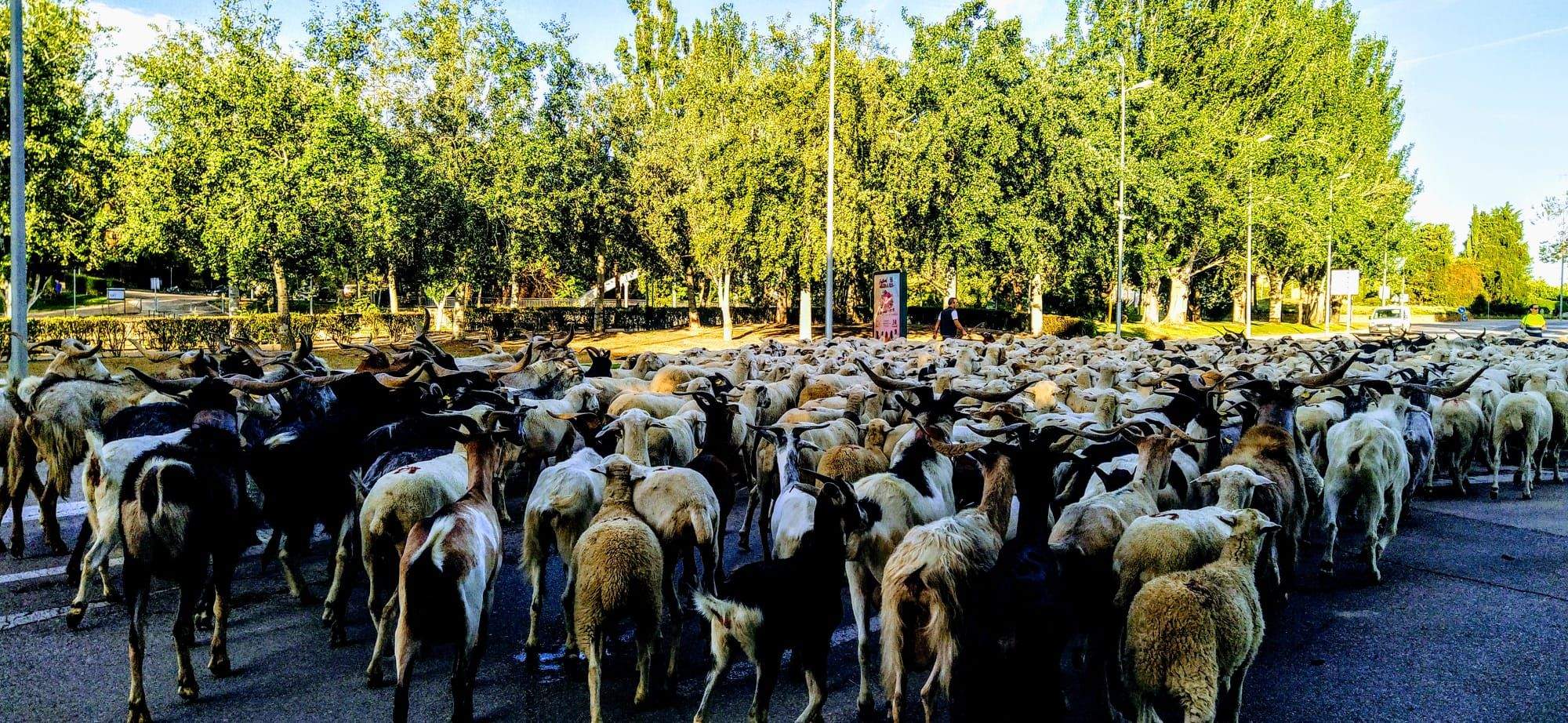 Ovejas en trashumancia desde Monegros al Pirineo. Foto Joaquín Santafé