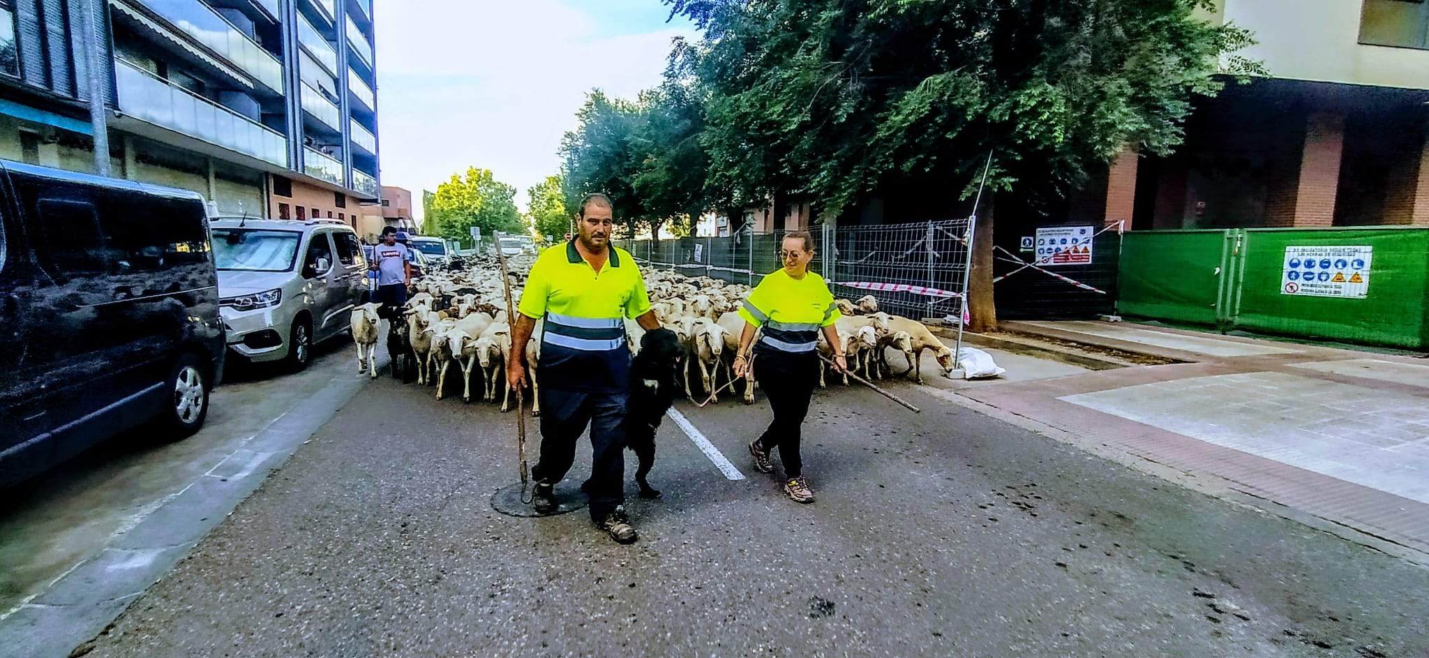 Ovejas en trashumancia desde Monegros al Pirineo. Foto Joaquín Santafé