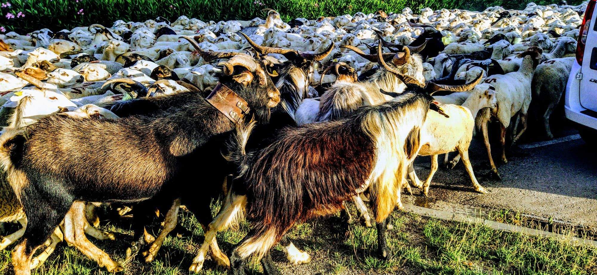 Ovejas en trashumancia desde Monegros al Pirineo. Foto Joaquín Santafé