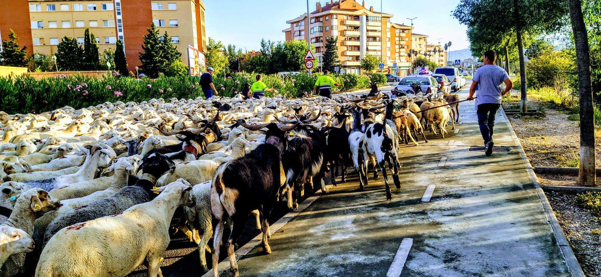 Ovejas en trashumancia desde Monegros al Pirineo. Foto Joaquín Santafé