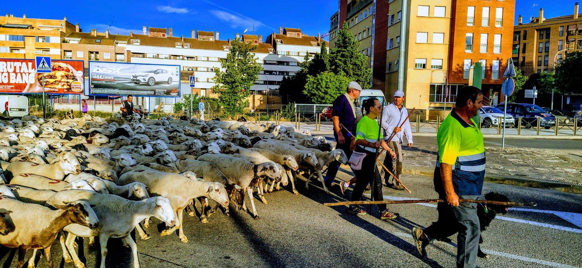 Ovejas en trashumancia desde Monegros al Pirineo. Foto Joaquín Santafé