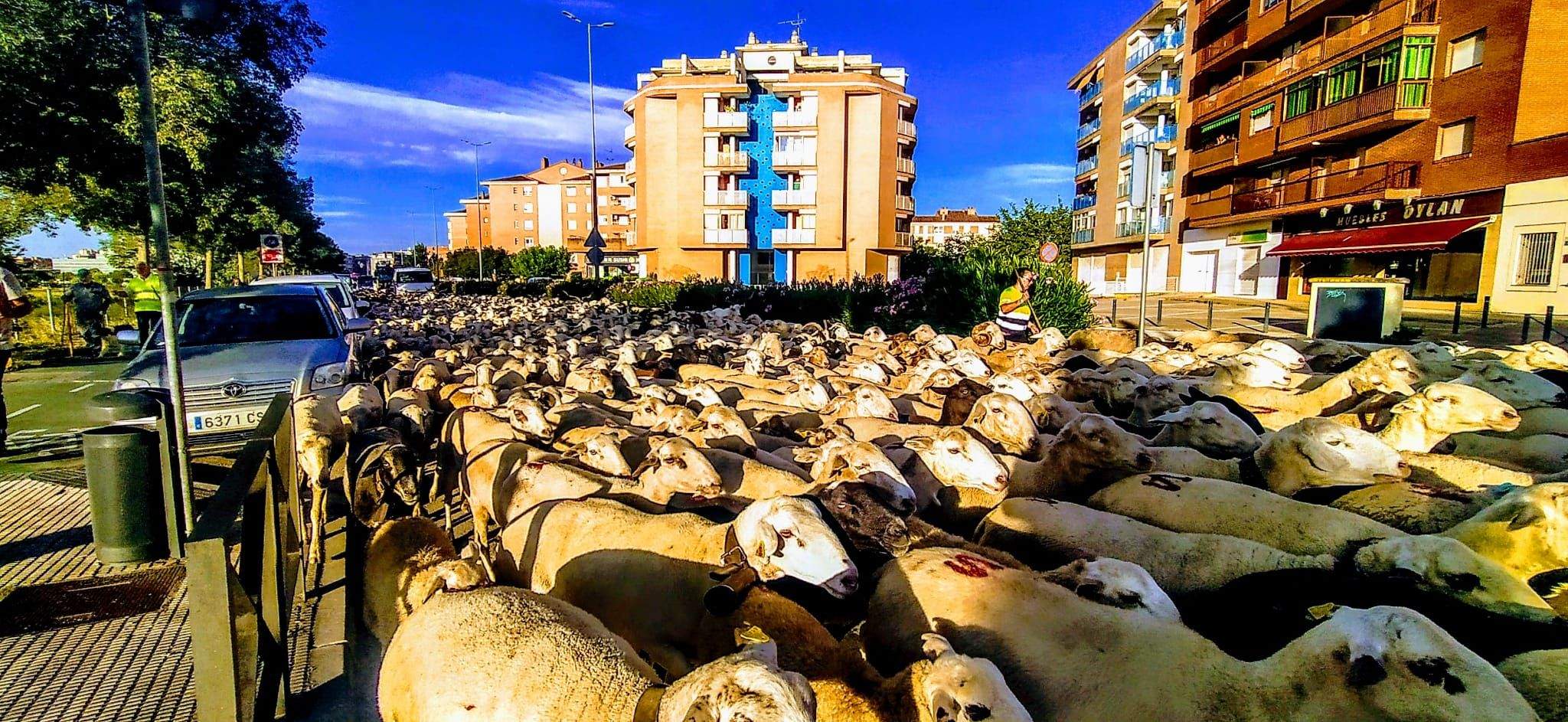Ovejas en trashumancia desde Monegros al Pirineo. Foto Joaquín Santafé