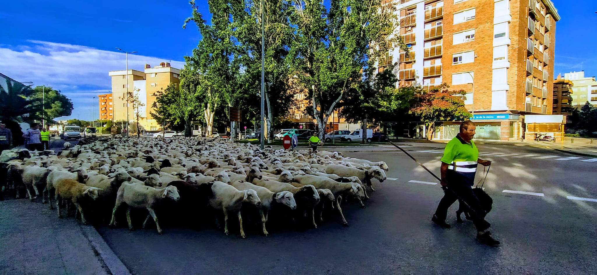 Ovejas en trashumancia desde Monegros al Pirineo. Foto Joaquín Santafé