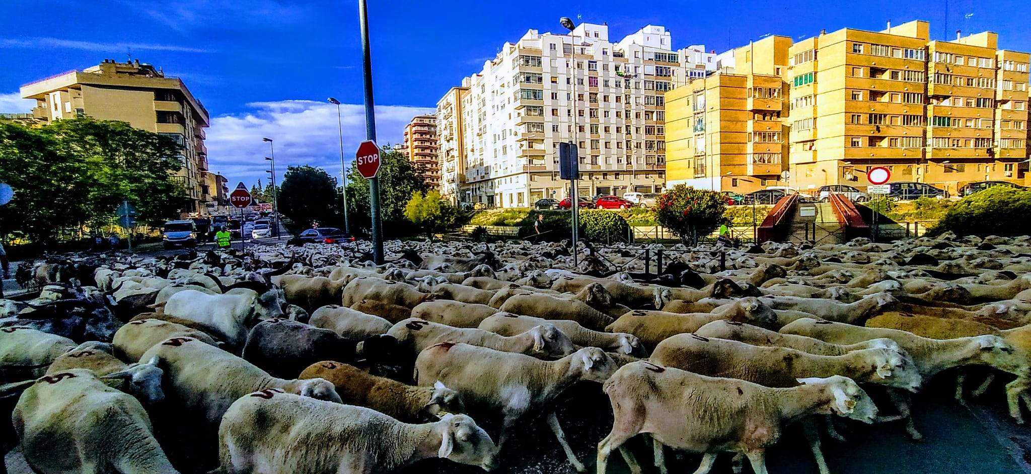 Ovejas en trashumancia desde Monegros al Pirineo. Foto Joaquín Santafé
