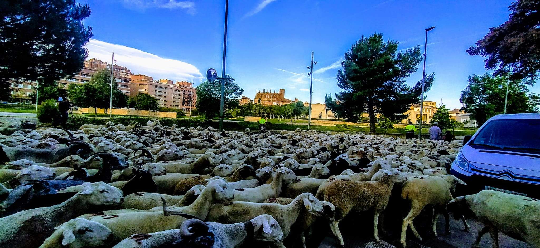 Ovejas en trashumancia desde Monegros al Pirineo. Foto Joaquín Santafé
