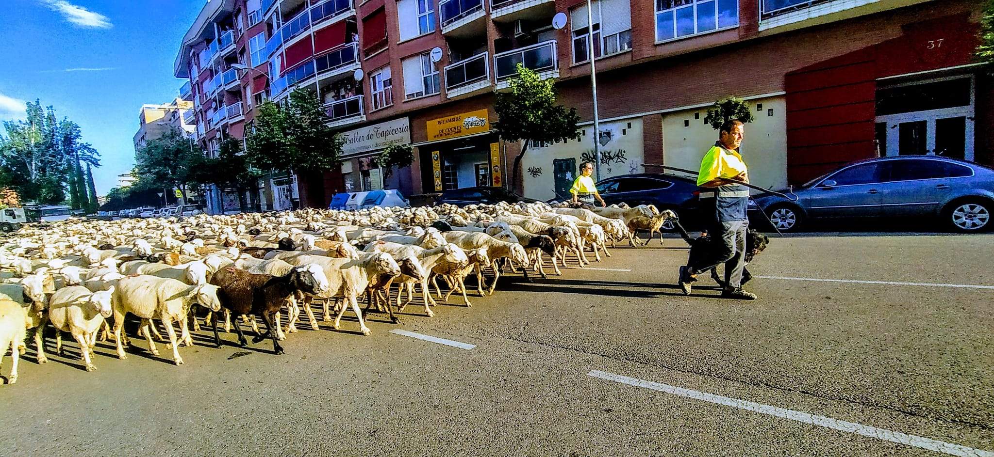 Ovejas en trashumancia desde Monegros al Pirineo. Foto Joaquín Santafé