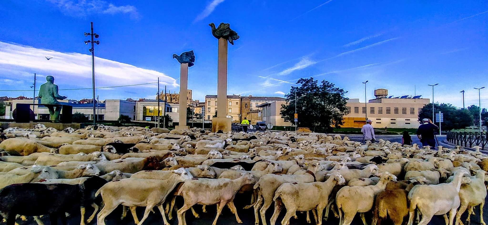 Ovejas en trashumancia desde Monegros al Pirineo. Foto Joaquín Santafé