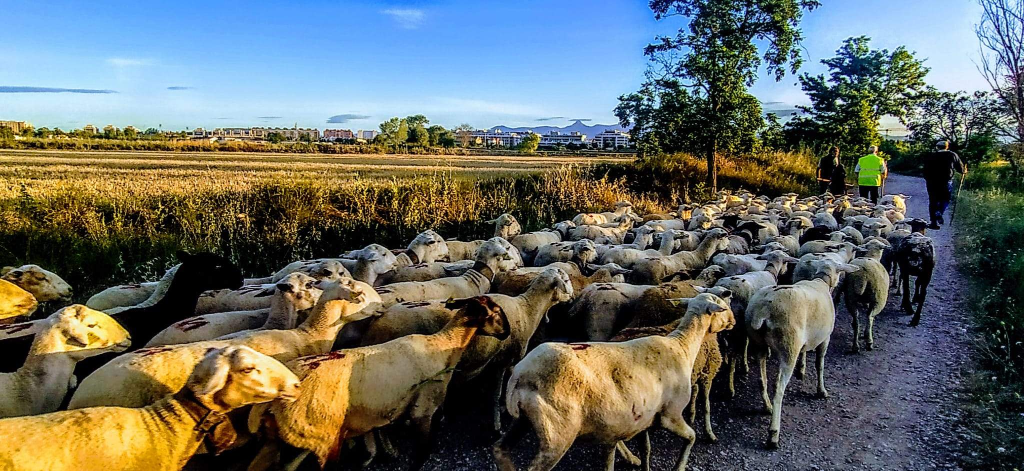 Ovejas en trashumancia desde Monegros al Pirineo. La ganadería extensiva, una de las claves en un sector "desanimado, desorientado, descapitalizado",. Foto Joaquín Santafé