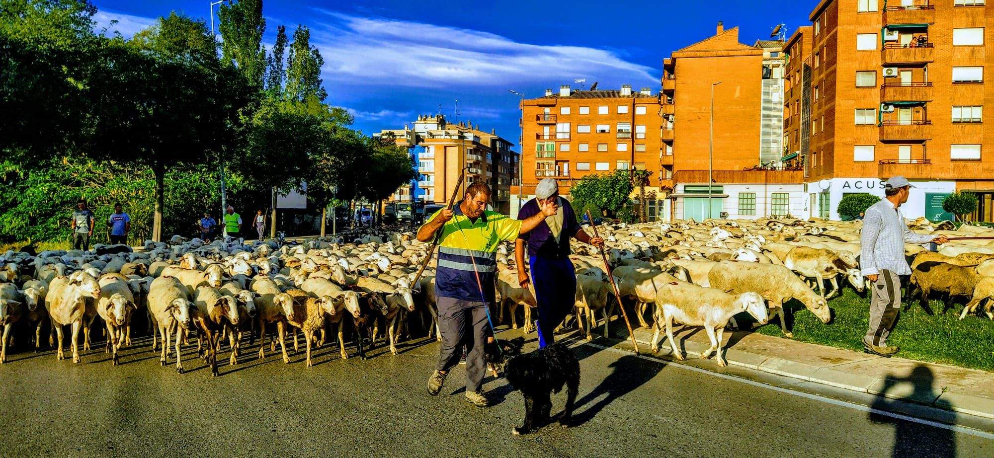 Ovejas en trashumancia desde Monegros al Pirineo. Foto Joaquín Santafé