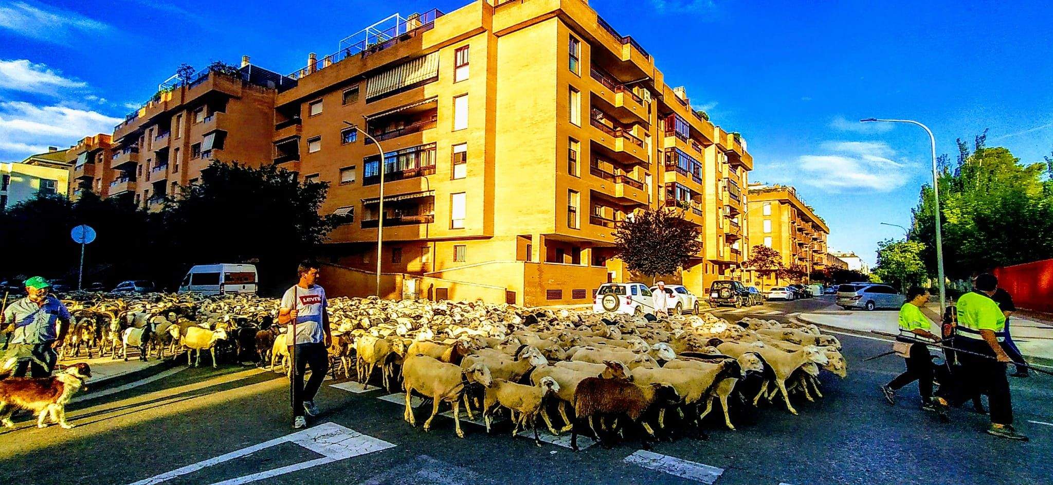 Ovejas en trashumancia desde Monegros al Pirineo. Foto Joaquín Santafé
