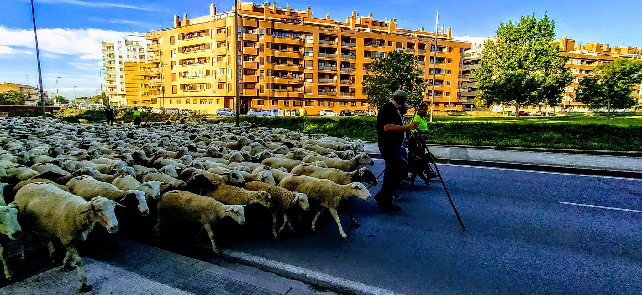 Ovejas en trashumancia desde Monegros al Pirineo. Foto Joaquín Santafé