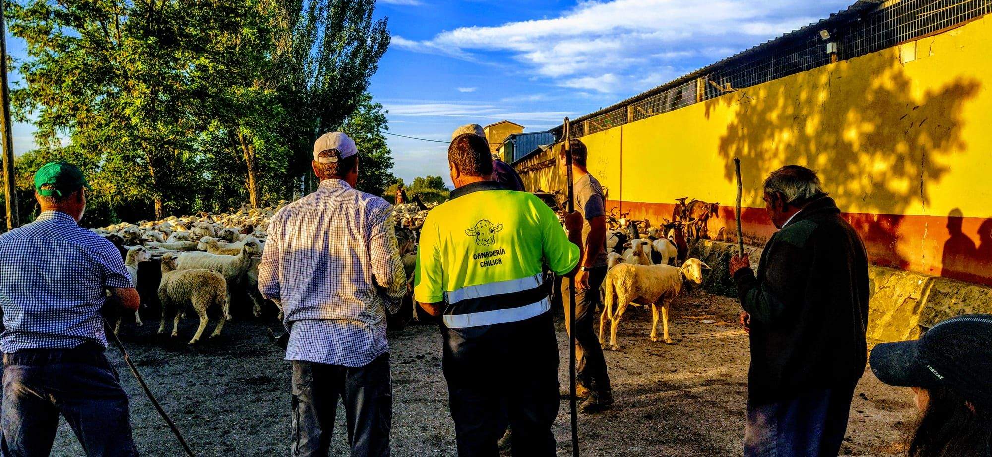 Ovejas en trashumancia desde Monegros al Pirineo. Foto Joaquín Santafé