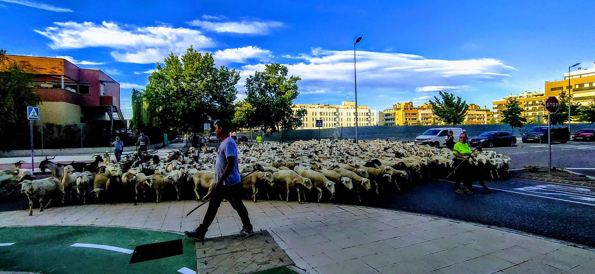 Ovejas en trashumancia desde Monegros al Pirineo. Foto Joaquín Santafé