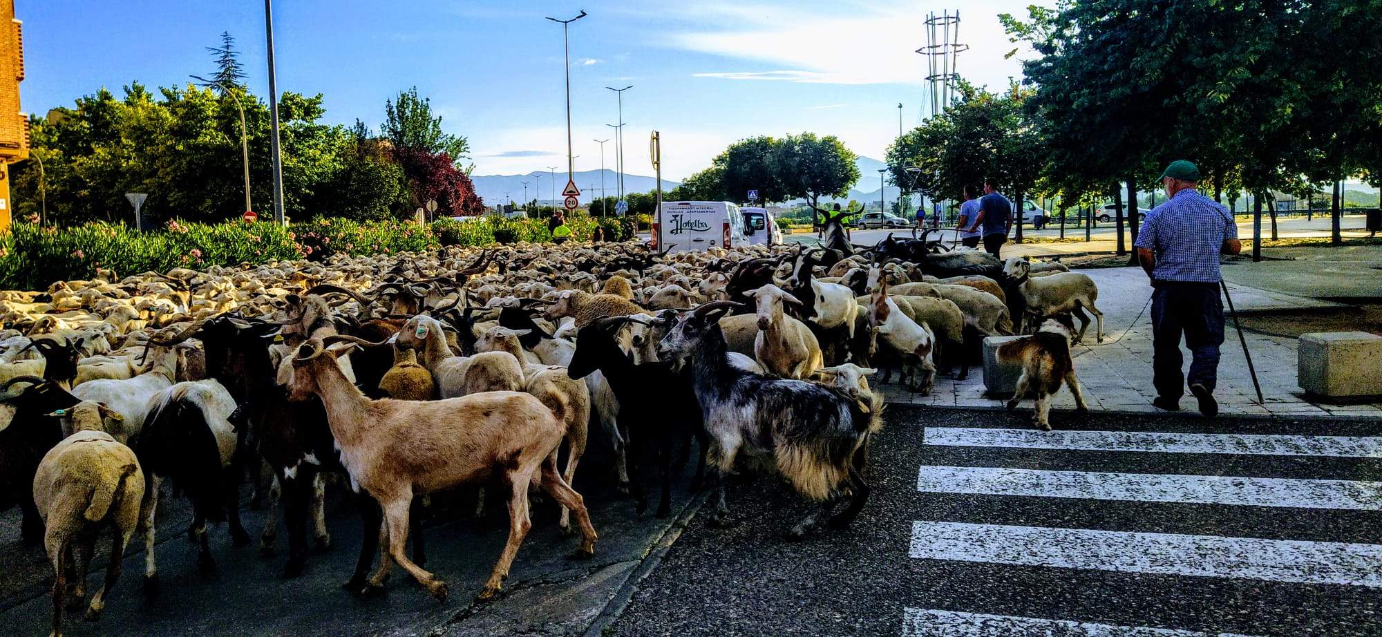 Ovejas en trashumancia desde Monegros al Pirineo. Foto Joaquín Santafé