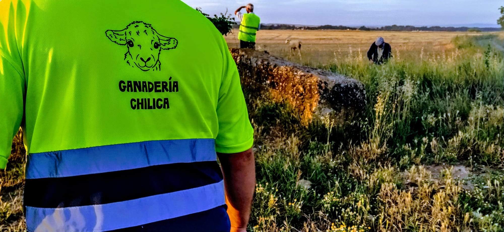 Ovejas en trashumancia desde Monegros al Pirineo. Foto Joaquín Santafé