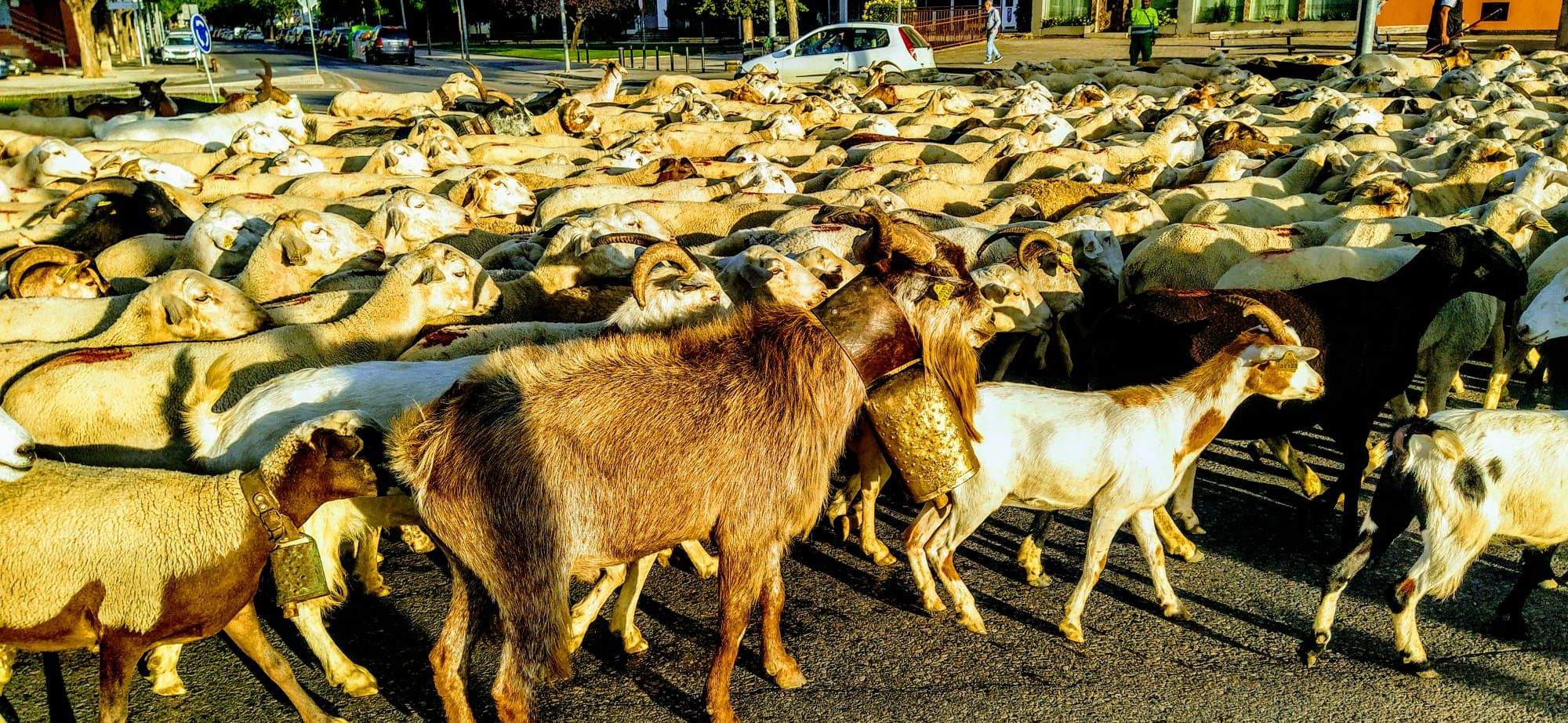 Ovejas en trashumancia desde Monegros al Pirineo. Foto Joaquín Santafé
