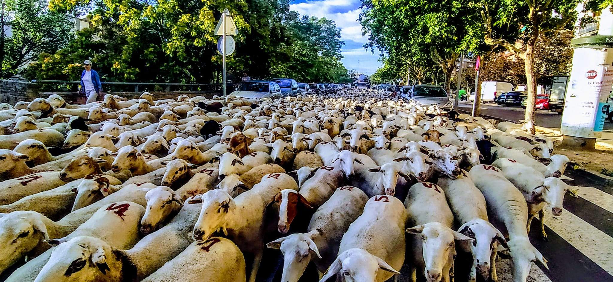 Ovejas en trashumancia desde Monegros al Pirineo. Foto Joaquín Santafé