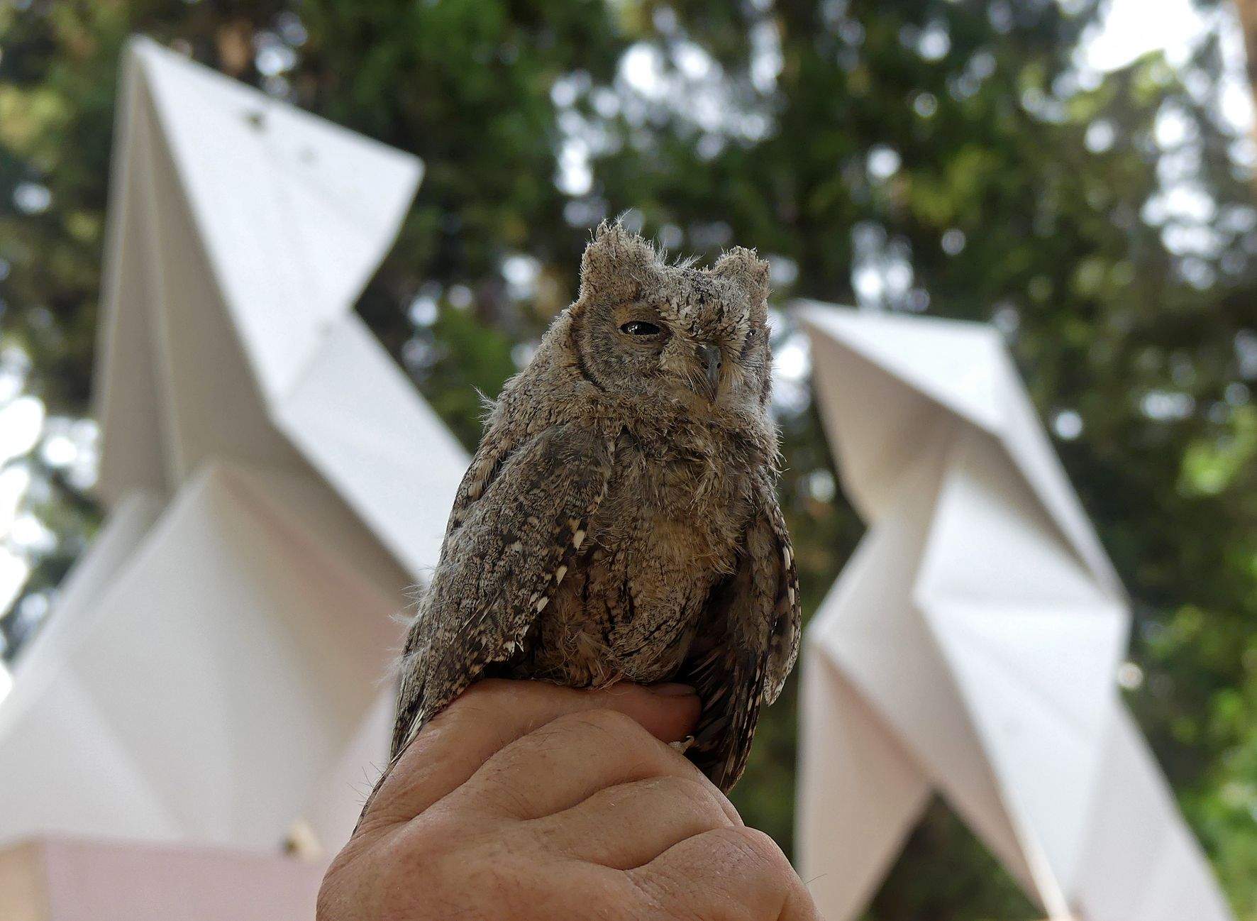 Autillo momentos antes de ser liberado en la zona de las Pajaritas del Miguel Servet.