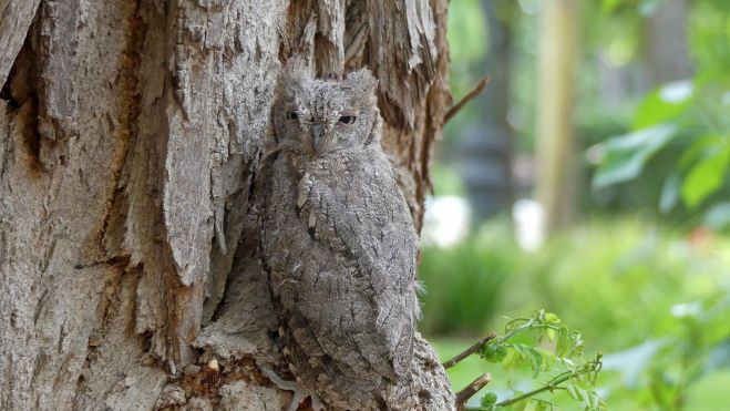 Autillo liberado en el parque Miguel Servet. Autillo liberado en el parque Miguel Servet.