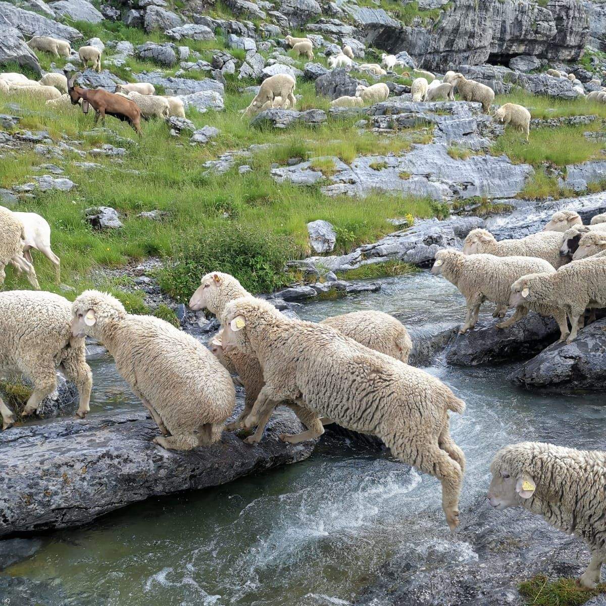 El rebaño de los hermanos Sorrosal vuelve por tercer año al puerto de Góriz.